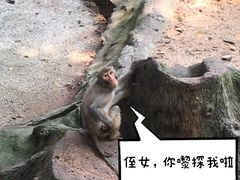 -广州动物园