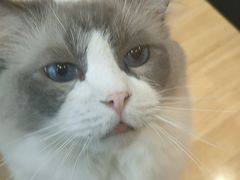 -是阿柴呀！柴犬咖啡·爱喵喵猫咖