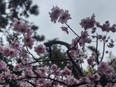 -秋霞圃