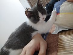 -lincat·猫舍(广州店)