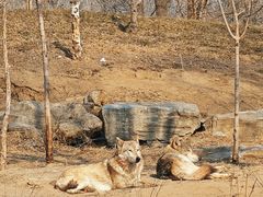 -北京野生动物园