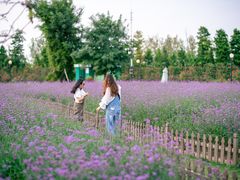-荷兰花海