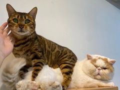 -Heymao猫咖.咖啡厅(东门店)