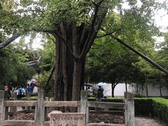 -上海佘山国家森林公园天马山园