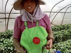 -小鱼草莓采摘园农家乐·小鱼餐厅