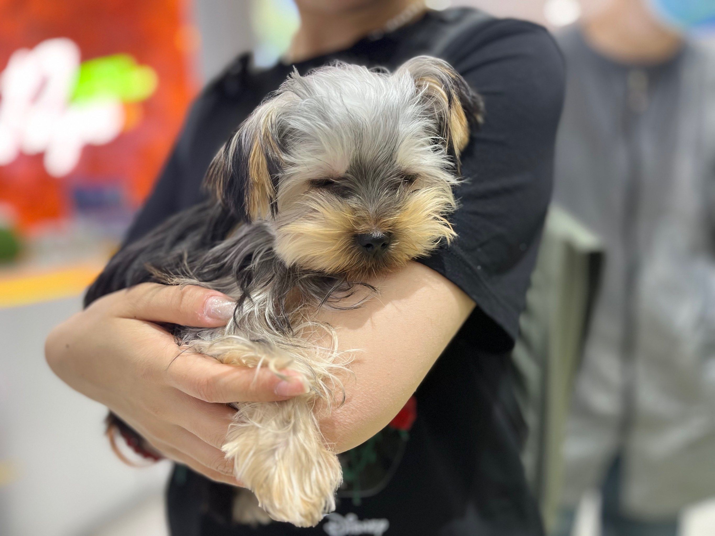 金头蓝背约克夏