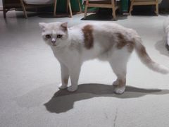 -藏猫猫咖啡主题馆(中央大道店)