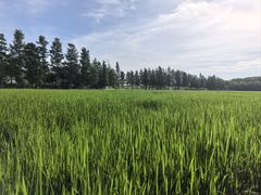 -广富林郊野公园