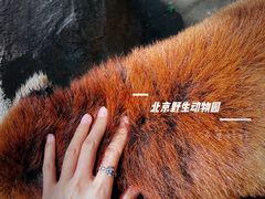 -北京野生动物园