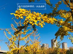 -永定河休闲森林公园