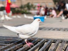 -艾提尕尔清真寺