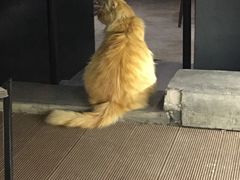 -黄连大头华烧鹅店(大良店)