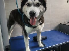 -宠福鑫康馨动物医院·骨科·眼科