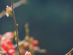 -白塘生态植物园