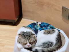 -啵啵喵·猫咖(攀华国际店)