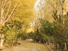 -塘沽森林公园