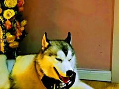 -Husky Go! 哈士奇体验馆·宠物咖啡厅狗咖