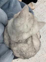 -Moni星球萌宠·小马宝莉·灵蛇·高端高阶全萌宠互动体验俱乐部(红豆国际广场店)