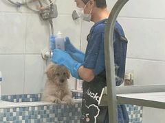 -天宠宠物医院24小时·急重症诊疗中心·全科·腔镜特色(和平分院)