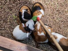 -萌宠奇缘(荣鼎店)