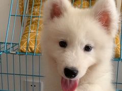 -翊宠yipet猫狗购宠庄园犬舍•猫舍