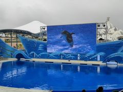 -上海海昌海洋公园