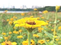 -海珠湖公园