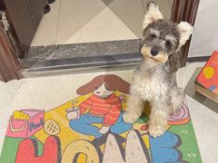 -BABIT巴比特宠物(MOMOPARK店)