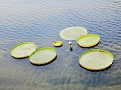 -荷塘月色湿地公园·向阳花洲