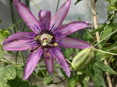 -国家植物园南园