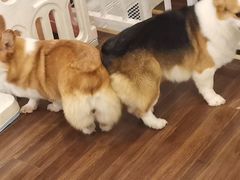 -柯斗斗主题餐厅·狗咖·围炉煮茶·茶饮(国瑞升平里店)