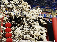 -皇罗禅寺