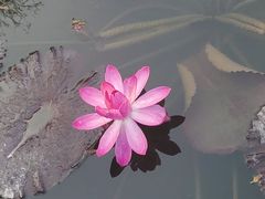 -五缘湾湿地公园