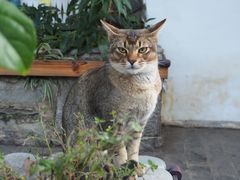 -喵屿·大理花园猫咖