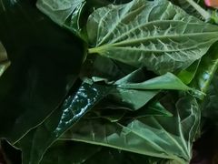 -霞姐屯昌枫木香草鸭店(海螺店)