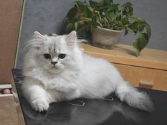 -伟伟宠物医院·瑞派猫友好医院·猫科(光谷店)