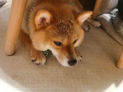 -逗柴咖啡屋·狗咖猫咖宠物桌游