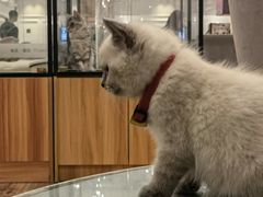 -袖虎·猫馆(体育西路店)