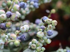 -溪岸路花鸟市场