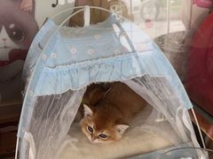 -糯米喵星人总部直营旗舰店·猫舍·幼猫出售