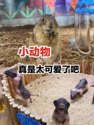 -七巧国萌宠乐园(龙湖天街店)