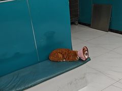 -乖乖宠物医院·猫科·急重症中心(车站北路分院)