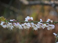 -广州市流溪河国家森林公园