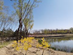 -大兴滨河森林公园