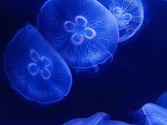 -欢乐海岸海洋奇梦馆