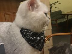 -猫色咖啡·猫咖