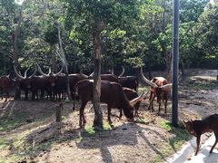 -清迈夜间动物园