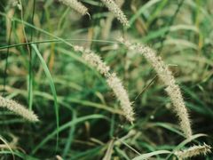 -白鹭湾湿地公园