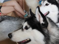 -Husky Go! 哈士奇体验馆·宠物咖啡厅狗咖