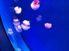 -福州罗源湾海洋世界旅游区